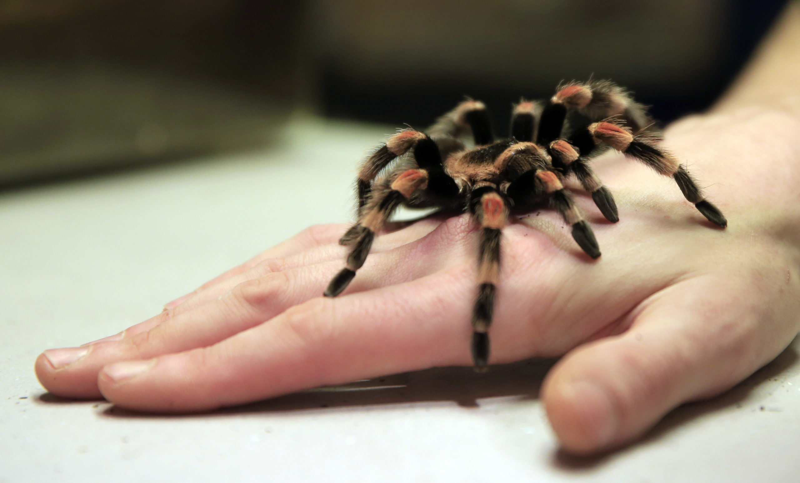 Новорожденный паук Тарантул
